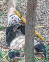 A panda © YK