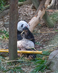 A panda © YK