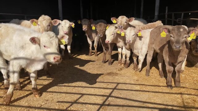 Group of young calves standing together inside a farm barn with straw bed floor environment