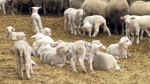 Cute fluffy baby lambs and adult sheep rest and play together in a rustic indoor barn pen
