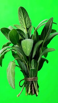 Fresh organic sage leaves bundle rotating slowly on green screen background for chroma key compositing