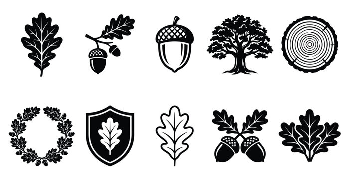 Monochrome oak leaf and acorn icon set, black and white forest tree vector collection, vintage botanical nature symbols for logo design