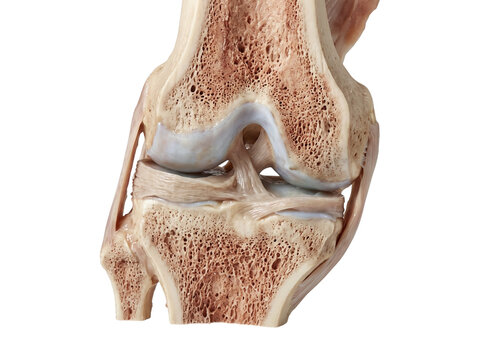Human Knee Joint Anatomy Cross Section Medical Illustration