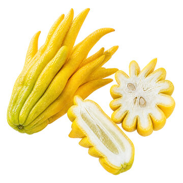 Fresh whole and sliced Buddha's Hand citron fruit isolated on transparent background with detailed texture for design work