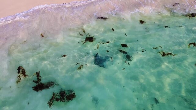 Aerial view of a stingray swimming in the clear turquoise waters of Hamelin Bay near the sandy shoreline in Hamelin Bay, Western Australia, Australia.