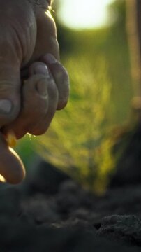 A farmer's hand drops seeds into fertile soil during agricultural field work, representing traditional farming practices, seasonal cultivation, and the crop planting process