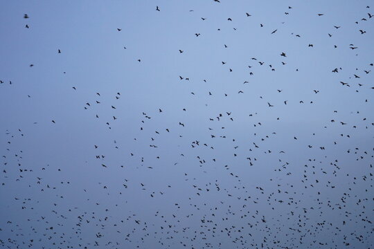 un ciel couvert des roussettes pour aller chercher leur nourritures 