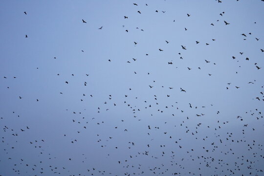 les roussettes envahissent le ciel pour se nourrir