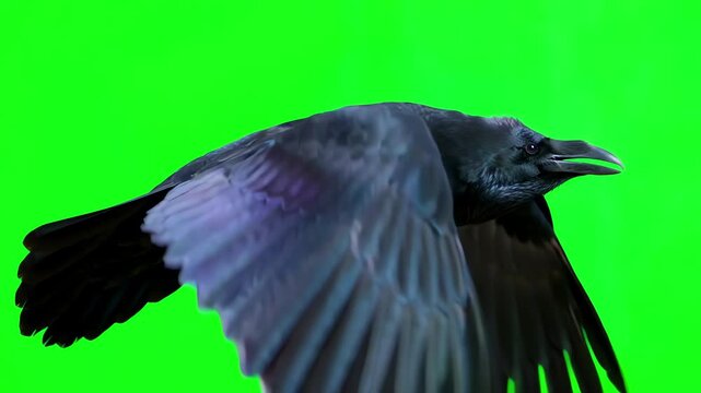 Large black raven flying through the air with wings flapping against a bright green screen background for chroma key compositing