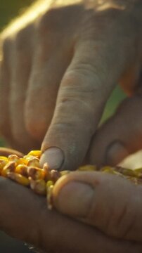 A farmer sorts corn grains outdoors in a rural setting for agronomy and farming, inspecting the harvest by hand on an agricultural plantation prior to planting the seeds