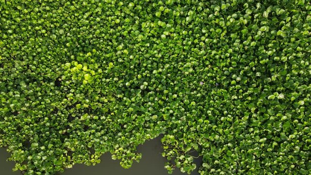 Aerial view of dense green water hyacinths covering the surface of the Kalirajut river in Patikraja, Central Java, Indonesia.