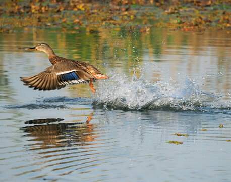 Female Mallard (Anas platyrhynchos) taking flight from autumn lake
