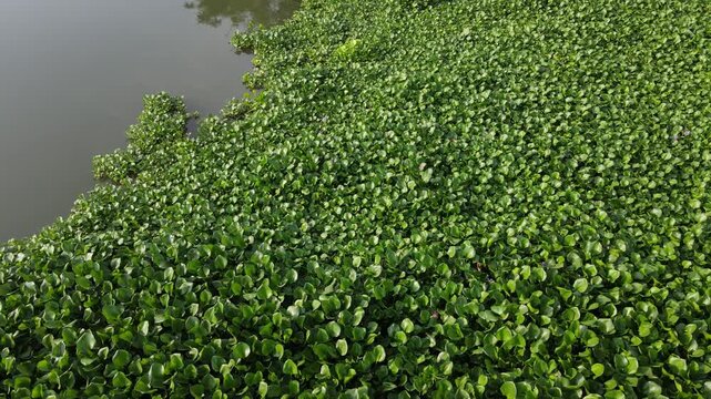 Aerial view of dense green water hyacinth plants covering the river surface at Kalirajut in Patikraja, Central Java, Indonesia.