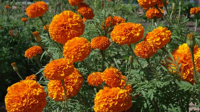 Close-up video of bright orange marigold flowers gently swaying in a light breeze in a sunny garden. Vibrant blossoms and green foliage create a cheerful floral scene, ideal for nature, gardening