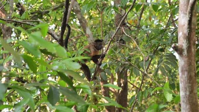 Monkeys,   Azaras's capuchin, hooded capuchin, Sarajus cay, Amazonas, Manaus, Brazil, among the trees