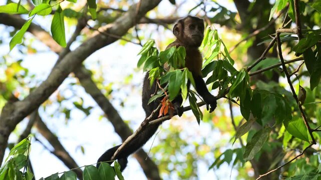 Monkeys,   Azaras's capuchin, hooded capuchin, Sarajus cay, Amazonas, Manaus, Brazil, among the trees