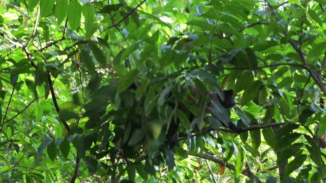 Monkeys,   Azaras's capuchin, hooded capuchin, Sarajus cay, Amazonas, Manaus, Brazil, among the trees