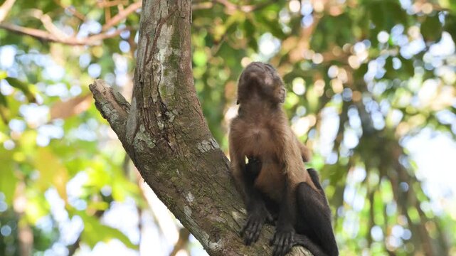 Monkeys,  mother and son, Azaras's capuchin, hooded capuchin, Sarajus cay, Amazonas, Manaus, Brazil