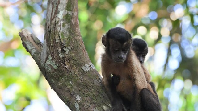 Monkeys,  mother and son, Azaras's capuchin, hooded capuchin, Sarajus cay, Amazonas, Manaus, Brazil