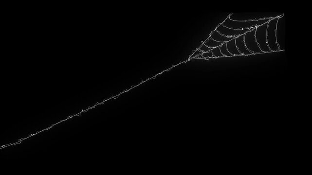 Intricate white spider web rapidly contracting elastic lines, realistic cobweb structure forming, dynamic motion graphic overlay on black screen background, seamless VFX element, ultra HD 4k