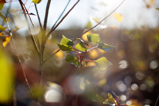 Betula pendula leaves in bokeh, Frauenkirchen, Austria