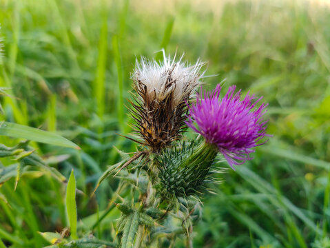 Close-up of a thistle plant featuring a vibrant purple flower bloom and a mature seed head with fluffy white seeds against a blurred green meadow background.