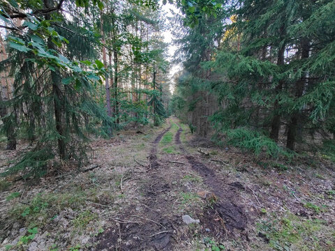 A narrow dirt path winds through a dense forest, surrounded by tall evergreen and deciduous trees. The forest floor is covered in fallen leaves, moss, and small plants, with dappled sunlight filtering