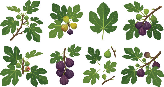 Fig branches with ripe purple and green fruit and leaves in natural lighting vector illustration