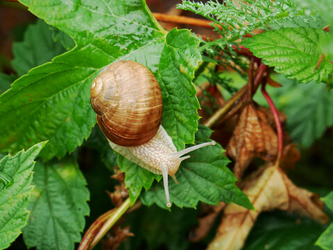 A snail with a brown shell crawls across a green leaf.