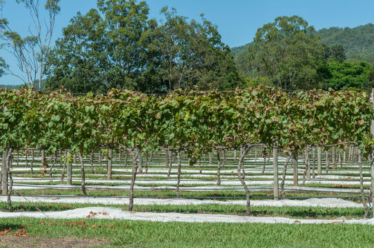 Rows of grapevines growing on a trellis system at a vineyard in southeast Queensland, Australia, surrounded by tall trees
