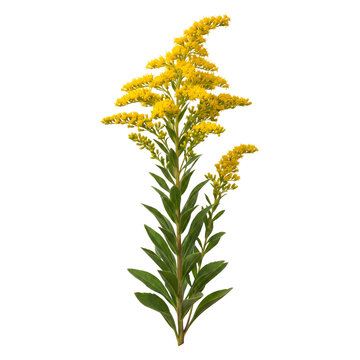 Seaside goldenrod plant with tall vibrant yellow spike flowers, Solidago sempervirens coastal perennial, isolated on transparent background for floral layouts and design