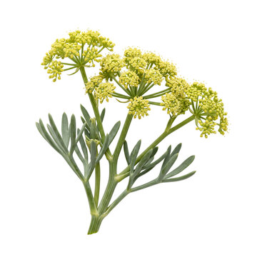 Rock samphire flower, crithmum maritimum, small yellow clustered blooms and fleshy green leaves, isolated on transparent background for botanical design projects.