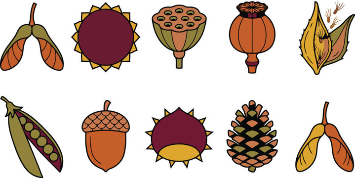 Seeds and Seed Pod Botanical Illustration Collection with Acorns, Pine Cone, Winged Seeds, Pods, Cones and Autumn Nature Elements