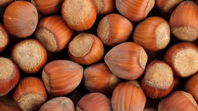 Hazelnut. Heap hazelnuts in shell close up, slider view