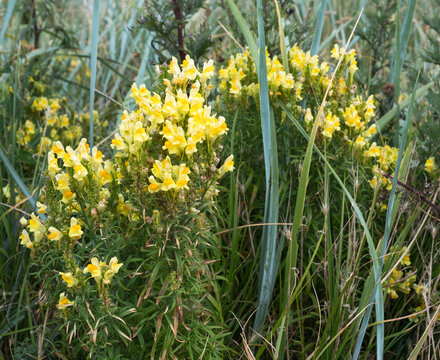 Common toadflax, Linaria vulgaris, flowering in the UK Summer.