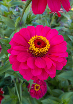 Vibrant pink zinnia flower blooming in a sunny garden. Beautiful close-up of a magenta zinnia elegans with a bright yellow center.
