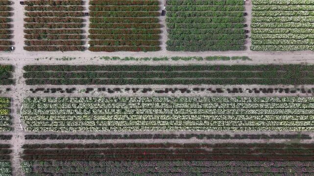 Top-down aerial view of a dahlia field, drone rising straight up to reveal colorful flower rows
