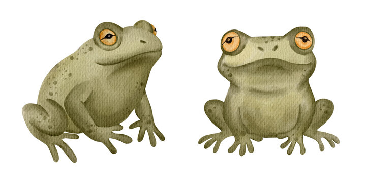 Two frogs watercolor illustration