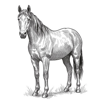 A horse is standing in a field in the grass. Pencil sketch drawing isolated on a white background.