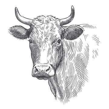 Cow's head with horns. Pencil sketch drawing isolated on a white background.