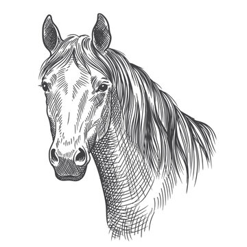Close-up of a horse's head. Pencil sketch drawing isolated on a white background.