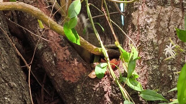 Squirrel eating human junk food. Squirrel hiding behind leafs