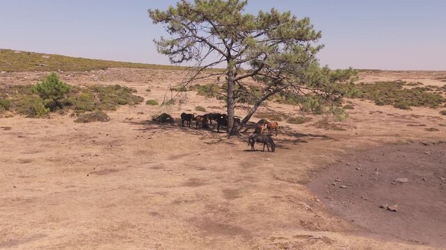 Aerial Drone View of Wild Horses Running Across a Rocky Mountain Plateau in Galicia, Spain