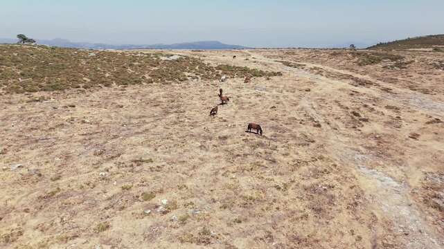 Wild Horses Roaming Across a Dry Mountain Landscape in Galicia, Spain