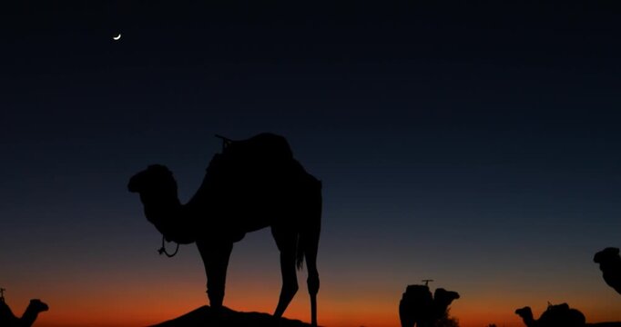 Silhouette of a Camel Against a Colorful Sunset Sky in the Sahara Desert, Africa