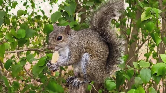 Squirrel eating human junk food. Squirrel hiding behind leafs