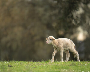 Cute little lamb walking on green grass meadow © Jaime