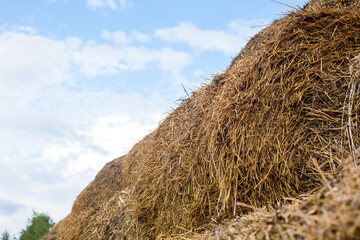 Large round bales of hay stacked in a rural field under a blue sky with scattered clouds, showcasing agricultural abundance and labor in farming © Krystsina