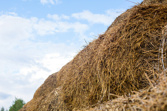 Large round bales of hay stacked in a rural field under a blue sky with scattered clouds, showcasing agricultural abundance and labor in farming
