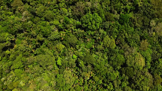 Aerial view of the dense Amazon rainforest canopy with lush green trees and diverse vegetation in Manaus, Amazonas, Brazil.